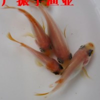 魚(yú)苗批發(fā) 紅羅非魚(yú)苗彩虹雕紅臘魚(yú)苗珍珠臘魚(yú)苗 淡水養(yǎng)殖魚(yú)苗