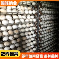 山東鵝種蛋廠家供應種鵝蛋 禽業(yè)孵化場基地可孵化的三花種鵝蛋