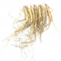 現(xiàn)賣(mài)現(xiàn)挖 新鮮人參帶土 1元一根 100根包郵！