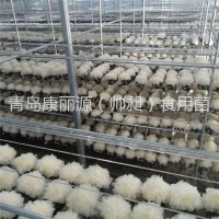 青島康麗源出口銀耳菌棒，銀耳菌包（日本雪耳）