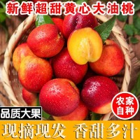 現(xiàn)摘黃肉油桃新鮮脆甜可口應季水果甜桃子脆桃非毛桃桃子3/5斤裝  2件起批