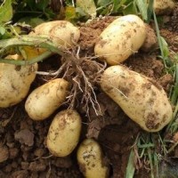 熱銷冷庫保鮮荷蘭土豆(紙箱包裝，袋裝的都有)