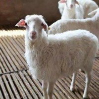 山西多胎湖羊養(yǎng)殖繁育場山西湖羊多少錢一只山西哪里有湖羊養(yǎng)殖場
