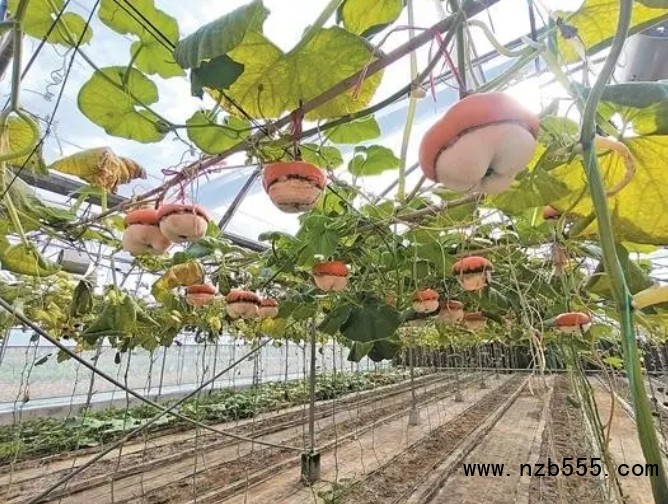 微信截圖_20241216173032