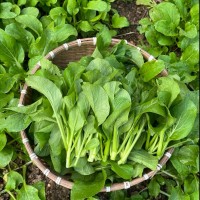 秋天該給餐桌加啥菜西安品茶工作室這幾種應(yīng)季蔬菜潤(rùn)燥又下飯