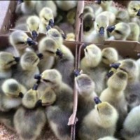 正宗獅頭鵝活苗一斤特大種獅子頭鵝小鵝仔純種大型鵝半斤