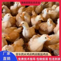 批發脫溫一個月黃土雞苗活體半斤重幼崽農村山地放養土雞養活好養