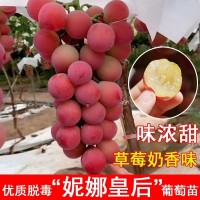 山東供應妮娜皇后嫁接葡萄苗（0.5以上一級苗）優質妮娜公主葡萄