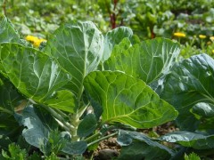 如何改善大棚土壤中顏色發青與發紅的問題?