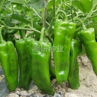 大果99-湘研老品種早熟、薄皮燈籠椒菜椒辣椒種子