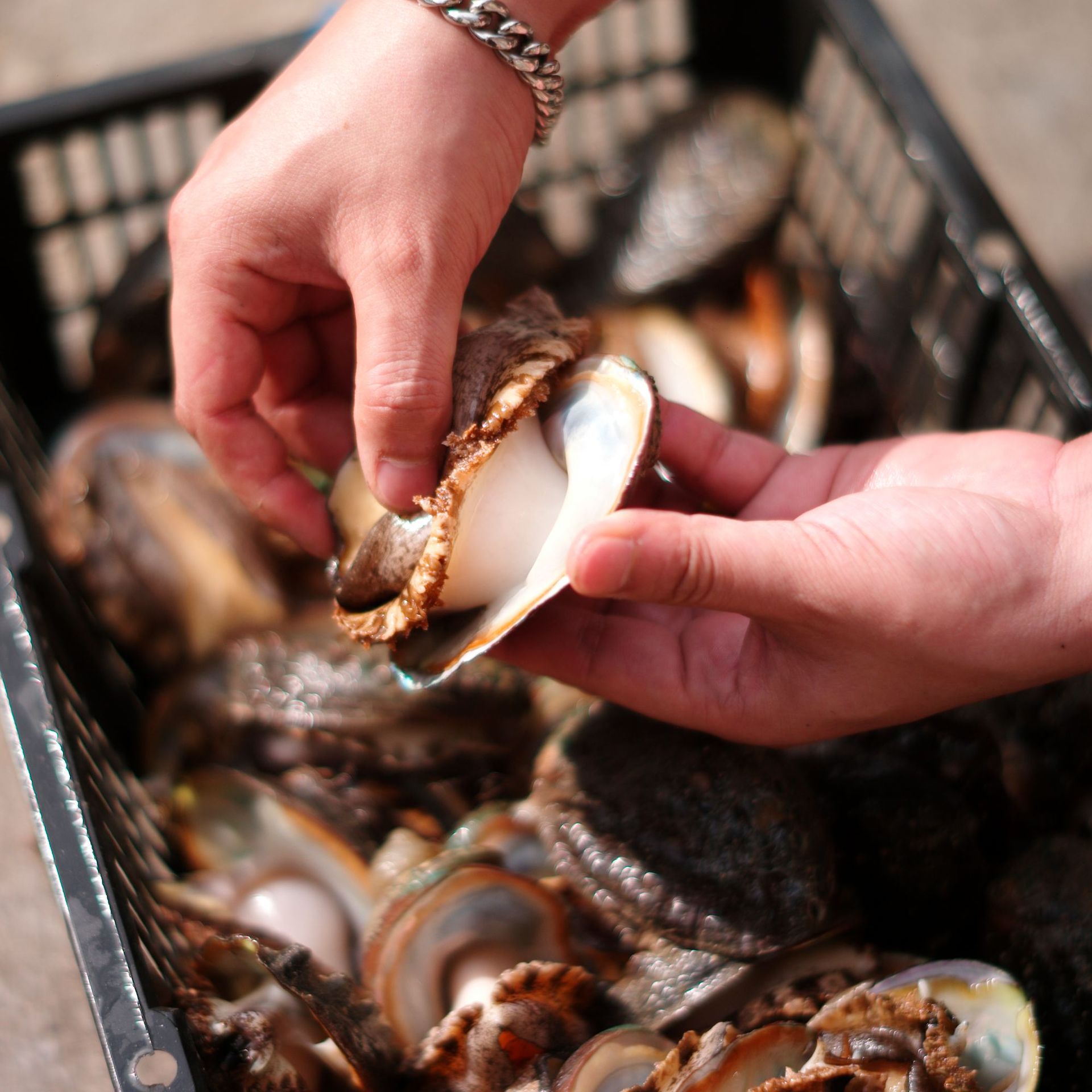 O1CN01e9Ms0o2FkV4XVuL3X_!!2214120288918-0-cib