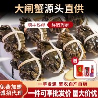 【活蟹現(xiàn)貨】蘇州精品批發(fā)團購大閘蟹鮮活螃蟹禮盒中秋禮專享優(yōu)惠