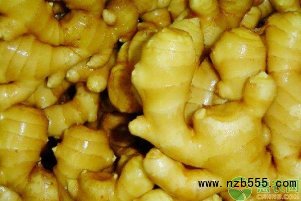  生姜栽培技術和管理-圖片版權歸惠農網所有